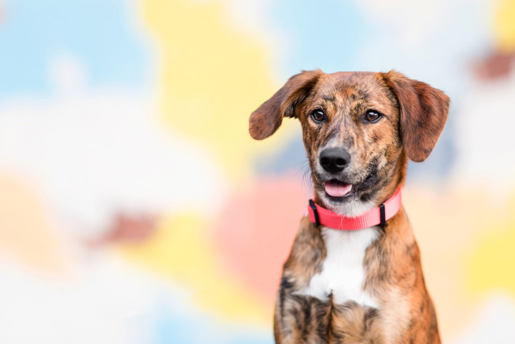 Portrait of a dog with a red collar sitting against a colorful background.