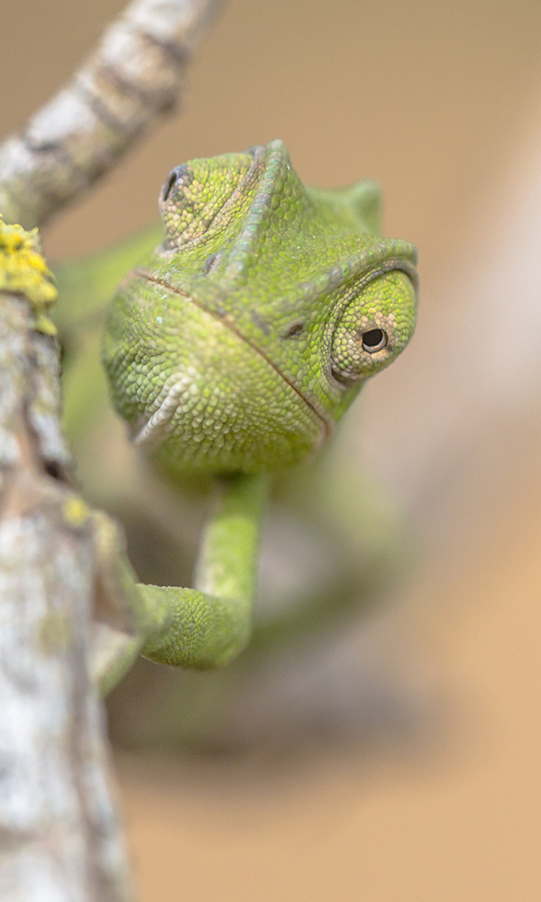 Frontal view of African chameleon (Chamaeleo africanus) on stick with blurred background