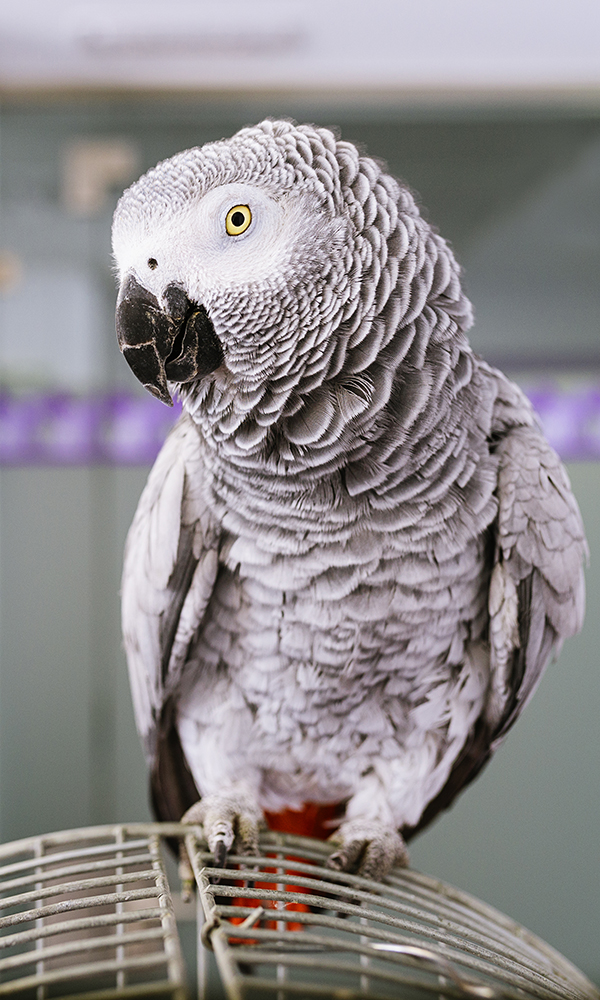 Portrait of a parrot bird. Veterinary Concept.