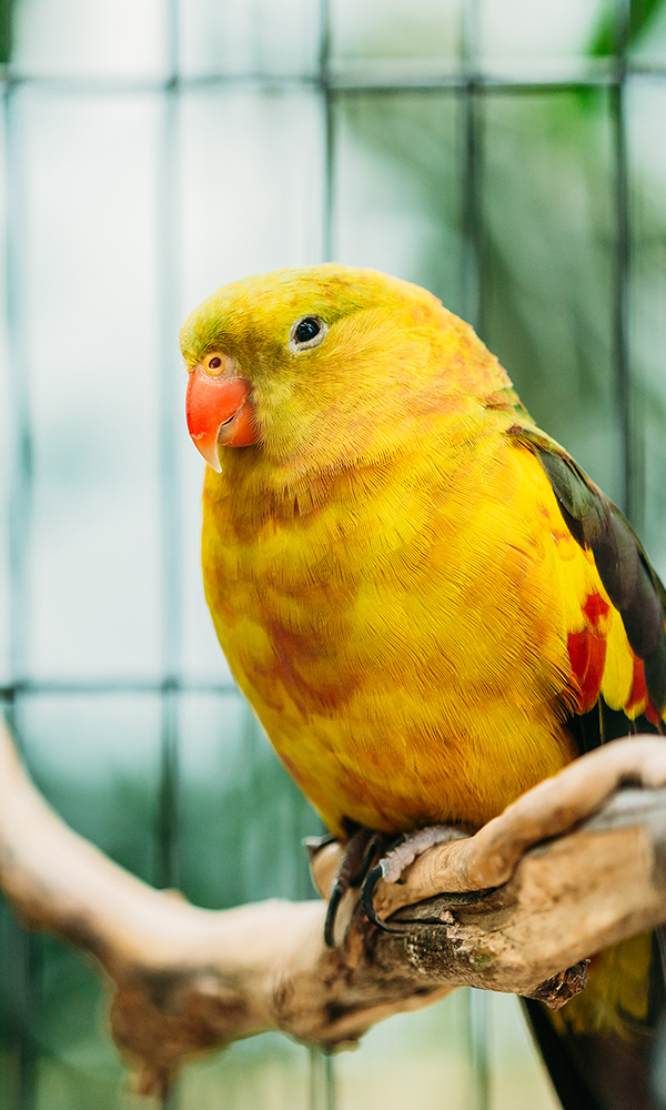 Yellow Regent Parrot Or Rock Pebbler In Zoo. Birds Can Be Trained.Wild Bird In Cage.