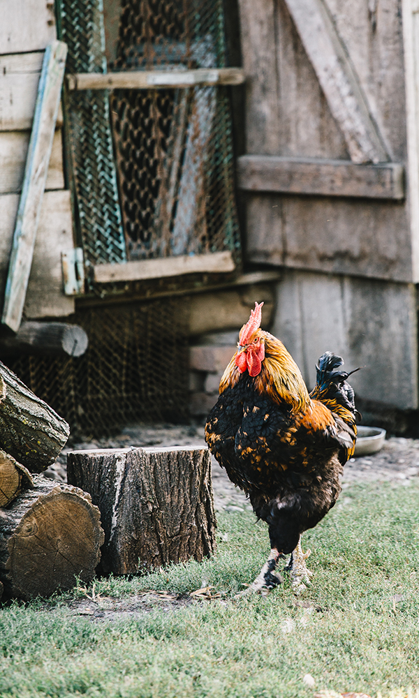 Few chickens feeding in backyard of farmhouse in sunlight.