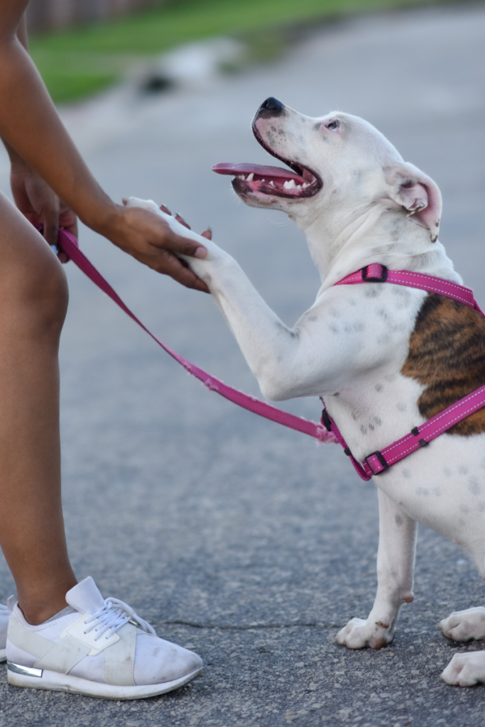 Dog shaking paw while on a walk with a pink leash.