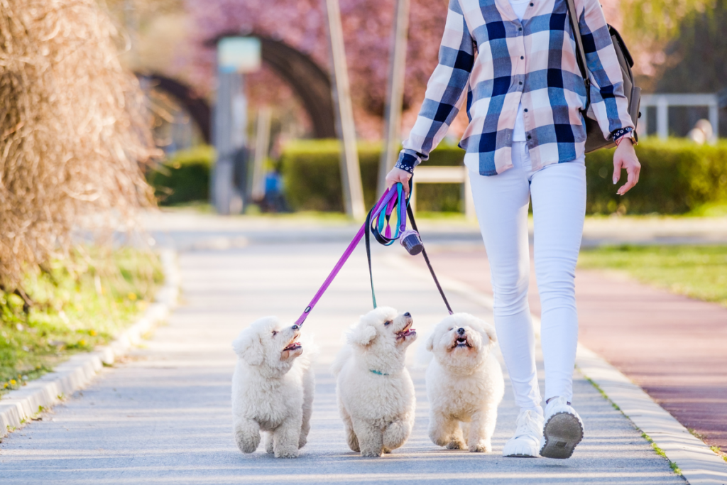 Woman walking three fluffy white dogs on a sunny sidewalk.