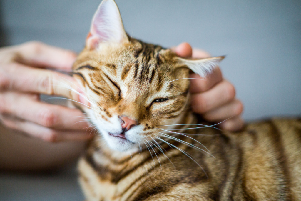 Close-up of a person petting a relaxed Bengal cat.