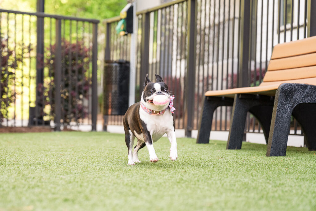 French Bulldog running at the dog park with a ball in its mouth, mid-play