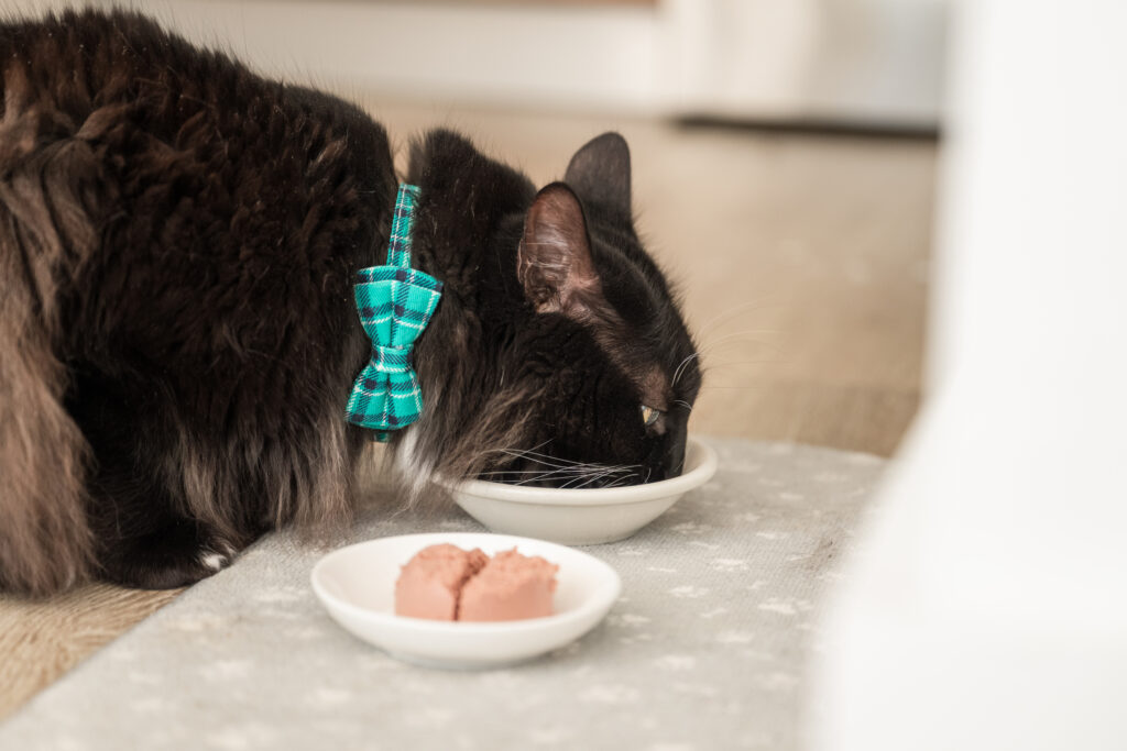 Black long-haired cat wearing plaid bowtie while eating from a pet bowl