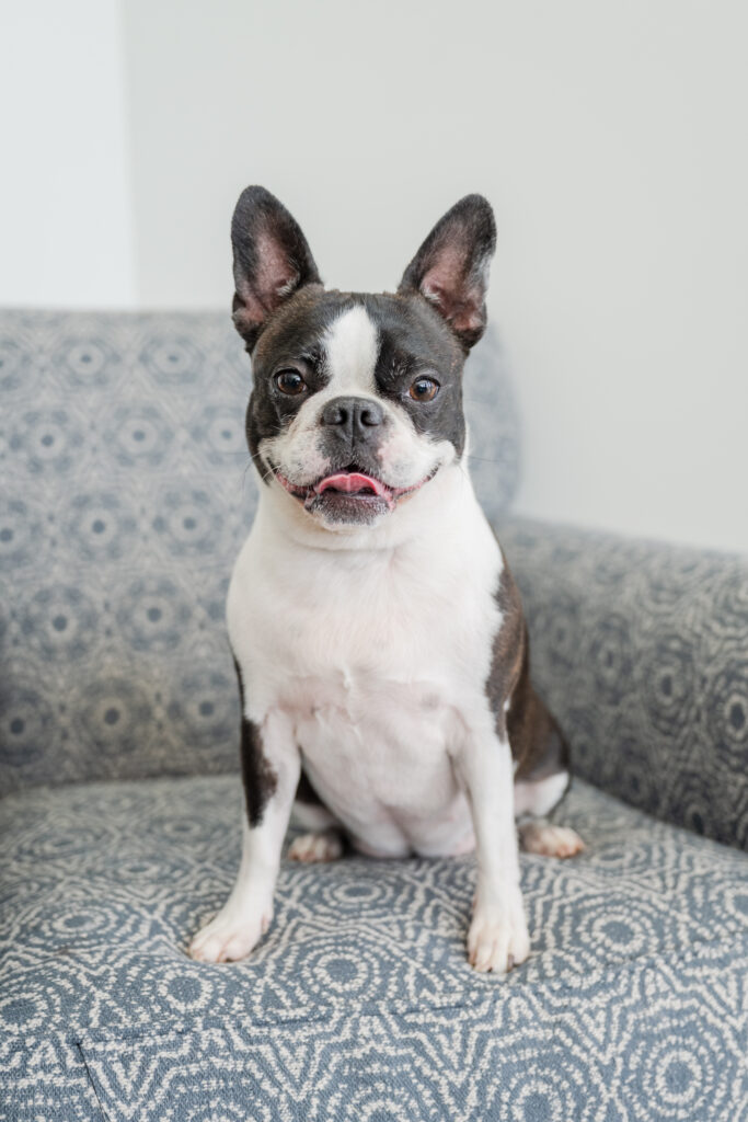 Happy French Bulldog sitting comfortably on a couch, looking at the camera