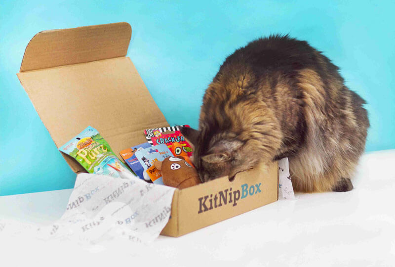 Curious cat exploring their new KitNipBox filled with toys, treats, and surprises