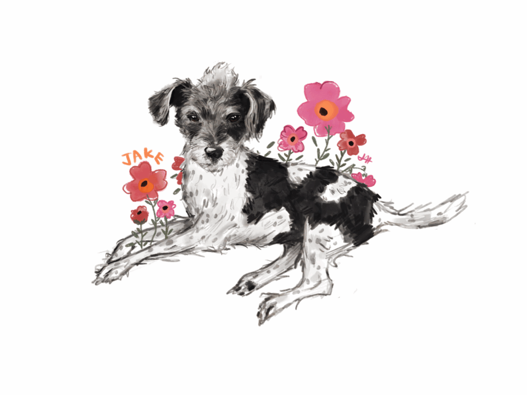 Watercolor portrait of Jake, a black and white terrier, surrounded by soft pink flowers