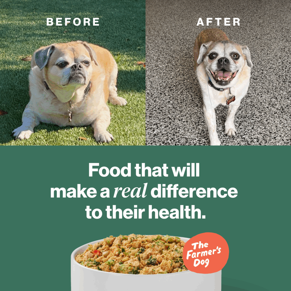 Before and after of a pug showing weight loss and improved health after eating The Farmer’s Dog food.