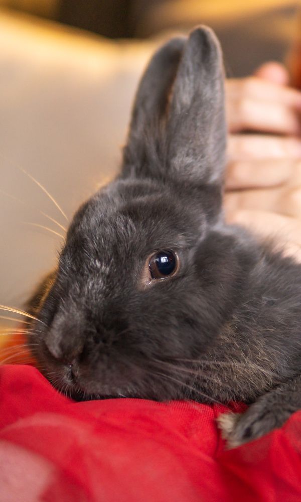 Child in red sweater cuddling a gray rabbit on their lap