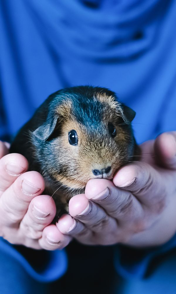 Person in blue shirt gently holding a brown and black guinea pig in cupped hands