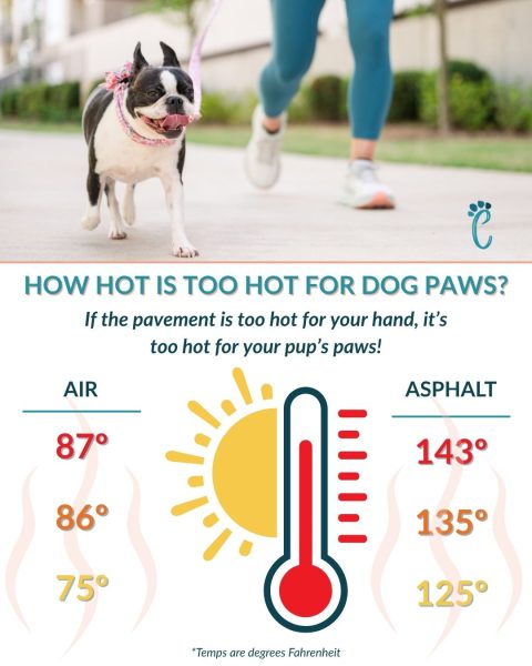 how hot is too hot for dog paws atlanta