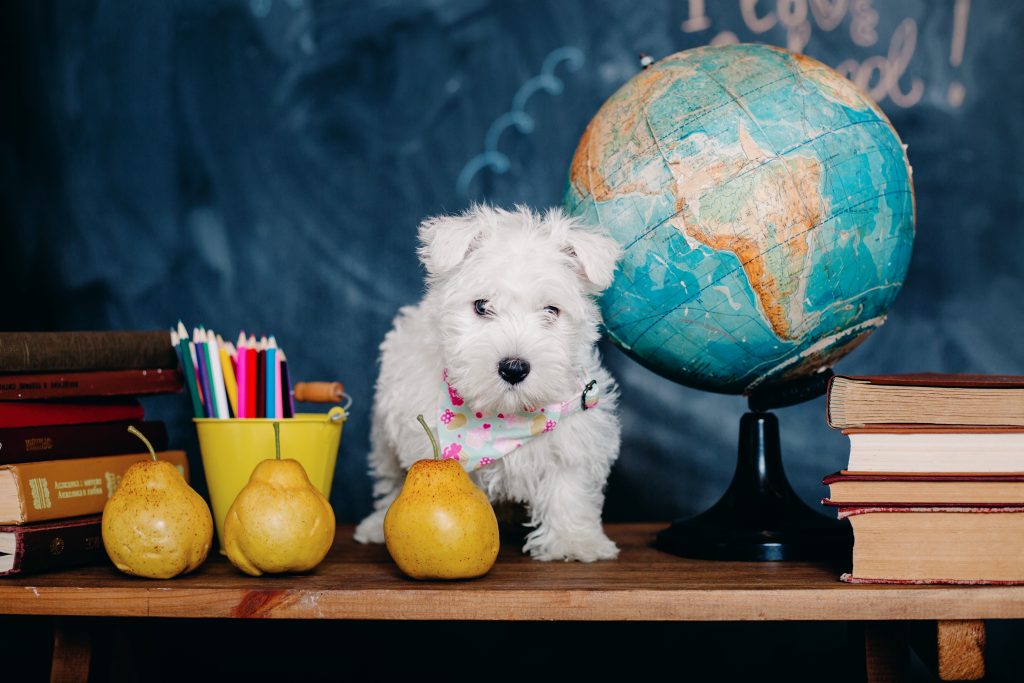 Back-to-School Dog Walking & Cat Care Tips for Atlanta Families