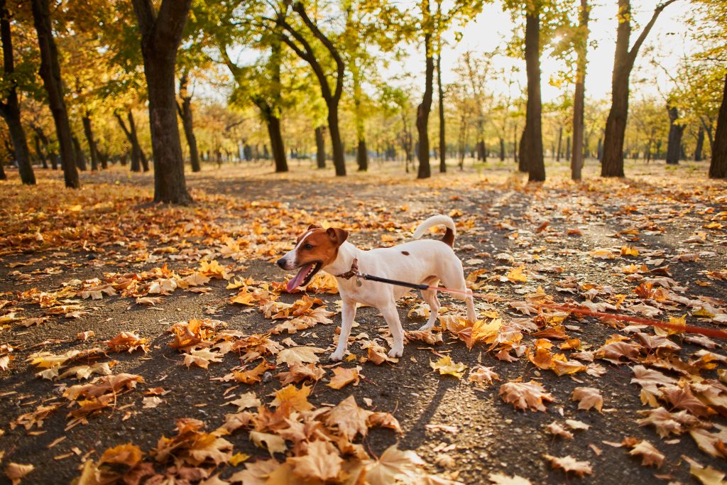 Dog-Friendly Fall Festivals in Atlanta 2025