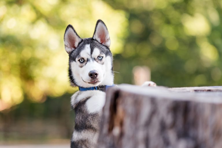 Fall Festivals in Atlanta. with dogs 2025