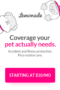Lemonade Pet Insurance