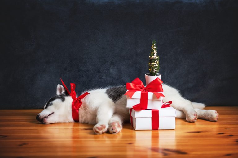 fresh pet food in Atlanta