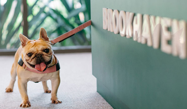 Pet Life in Brookhaven, Georgia - CutiePaws