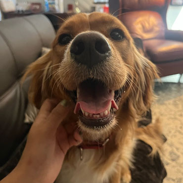 Steve Masse Review - CutiePaws Pet Sitting