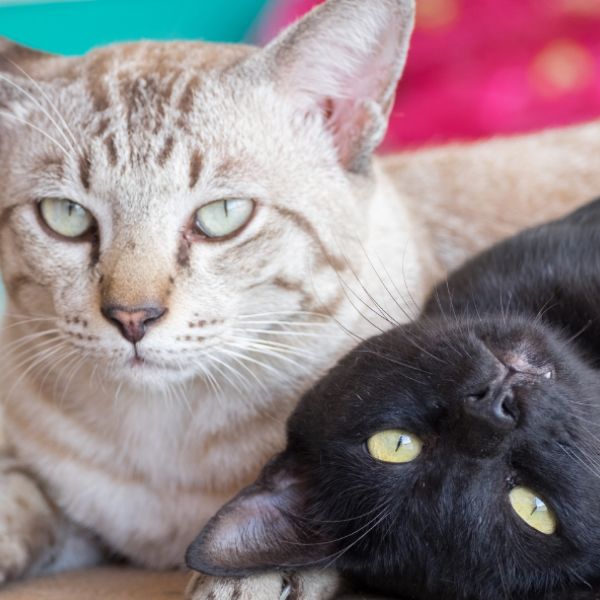 Black and grey cats with a colorful background during cat sitting in Atlanta