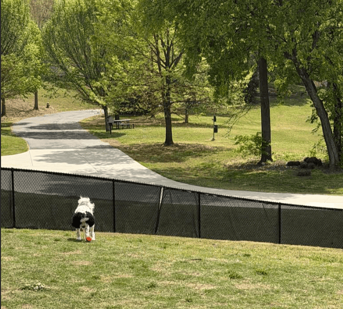 Dog running at Brookhaven dog park fenced area