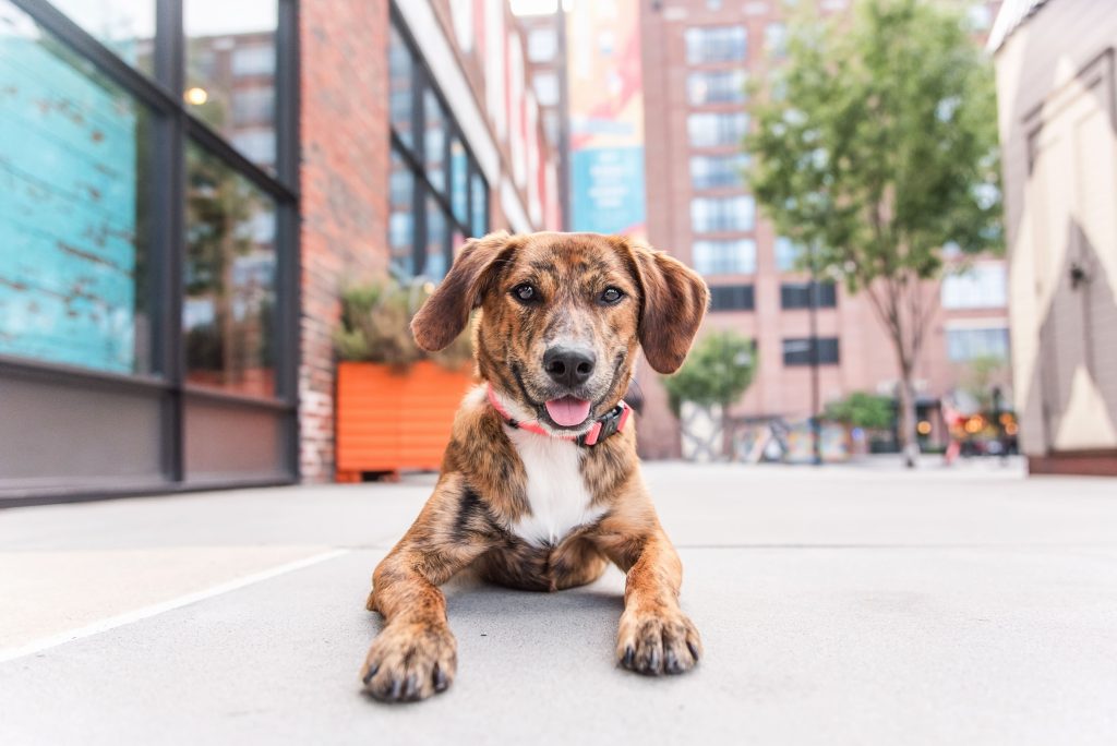 Cutie Paws | best pet sitting app