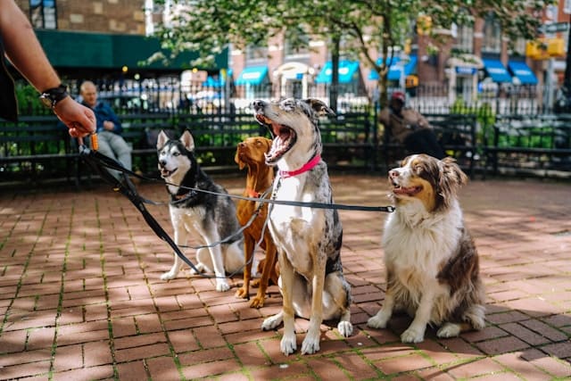Dogs on leashes at Brookhaven park during spring dog walking