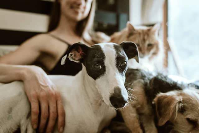 pet sitter atlanta – in-home pet sitting visit with dog