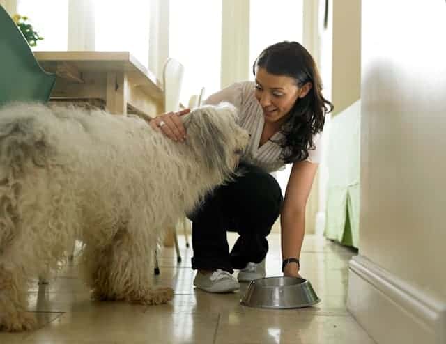 pet sitter atlanta – dog being fed during in-home visit
