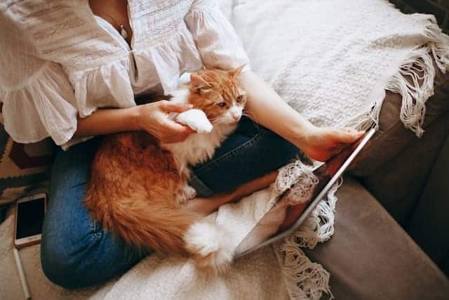 atlanta cat sitting at home – woman using tablet with cat on lap