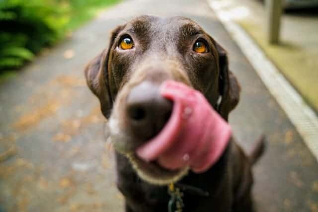 Happy Dog Enjoying a Daily Routine in Atlanta