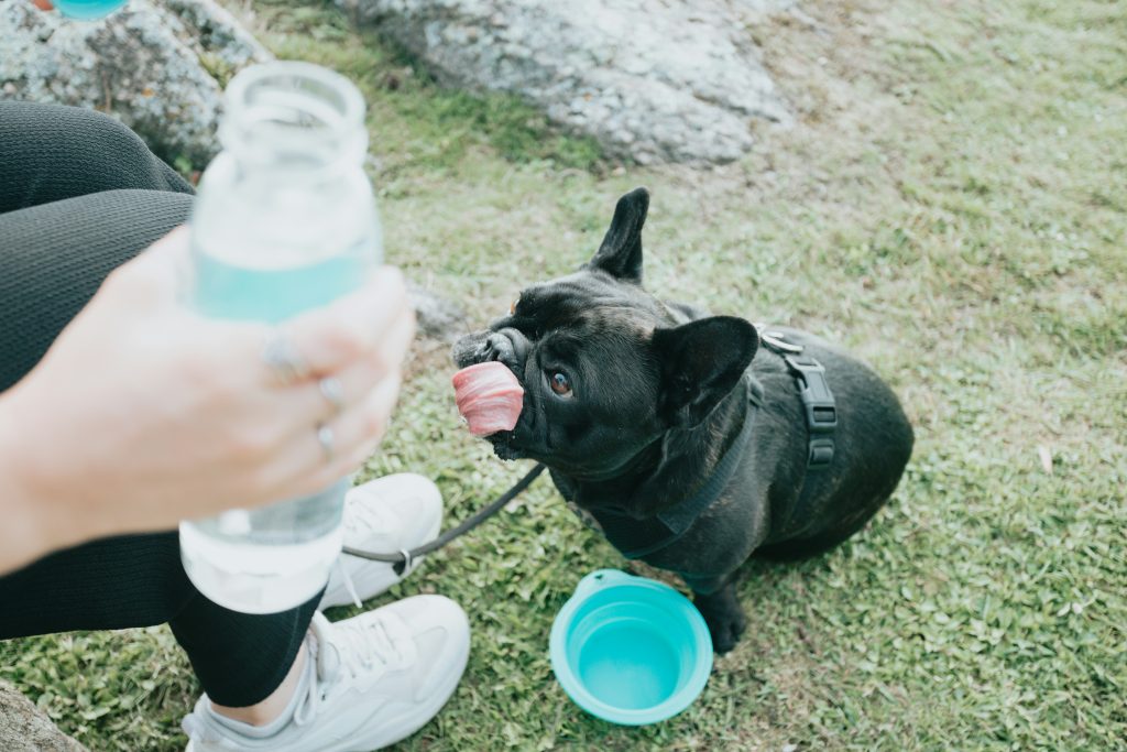 Professional dog walker offering water to a French Bulldog during a summer dog walk in Atlanta.