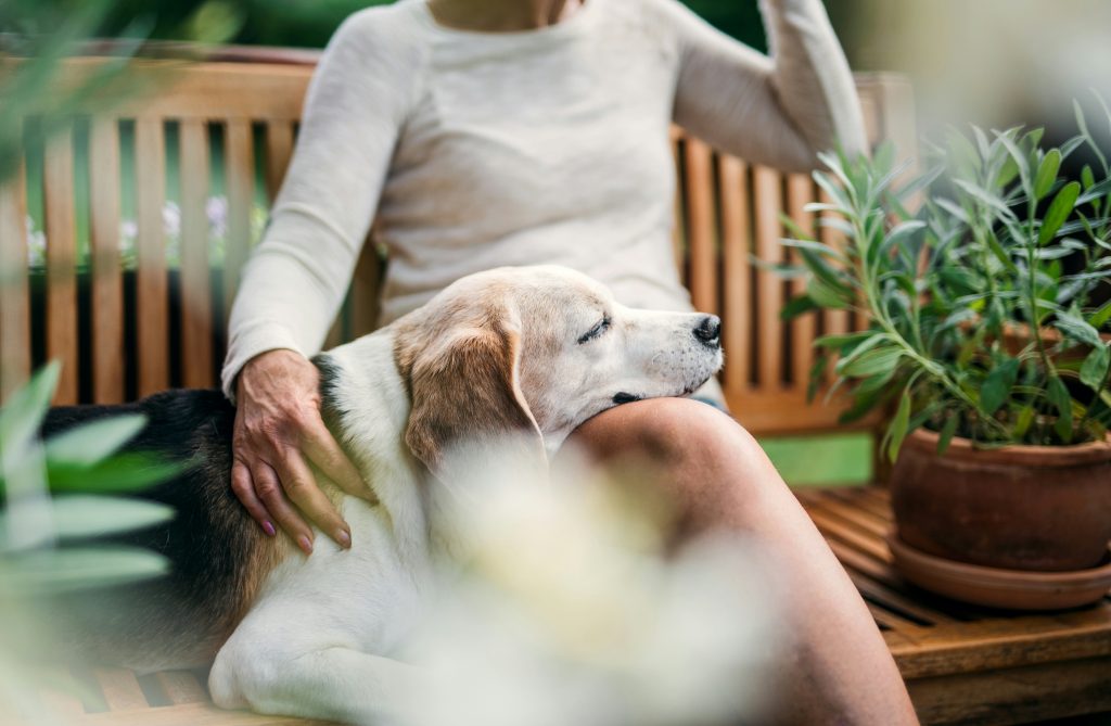 Pet sitter for an anxious dog using a patient approach during an in-home visit in Atlanta