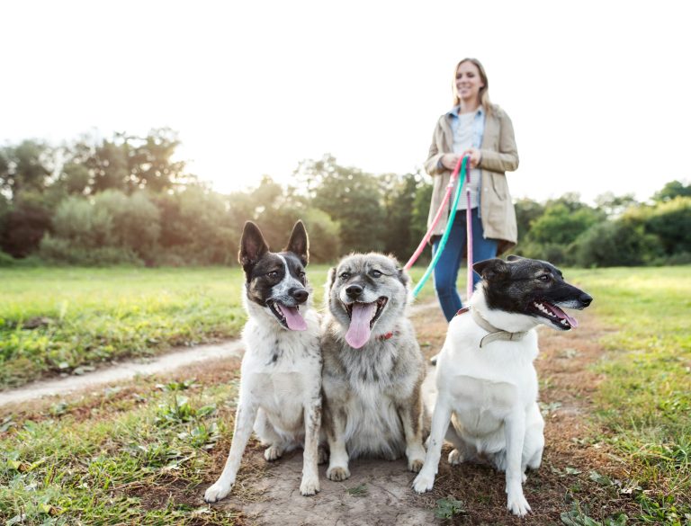 Professional dog walker in Atlanta walking three happy dogs on a shaded neighborhood trail during summer