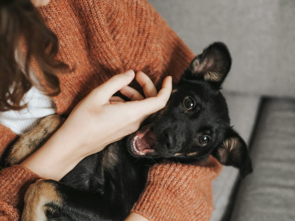 Local pet sitter in Atlanta greeting a client's dog during an in-home visit
