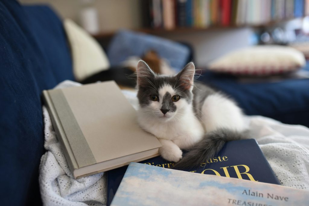 Relaxed kitten resting comfortably at home during an in-home cat sitting visit