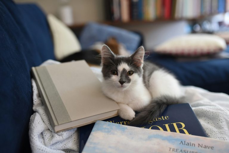 Relaxed kitten resting comfortably at home during an in-home cat sitting visit