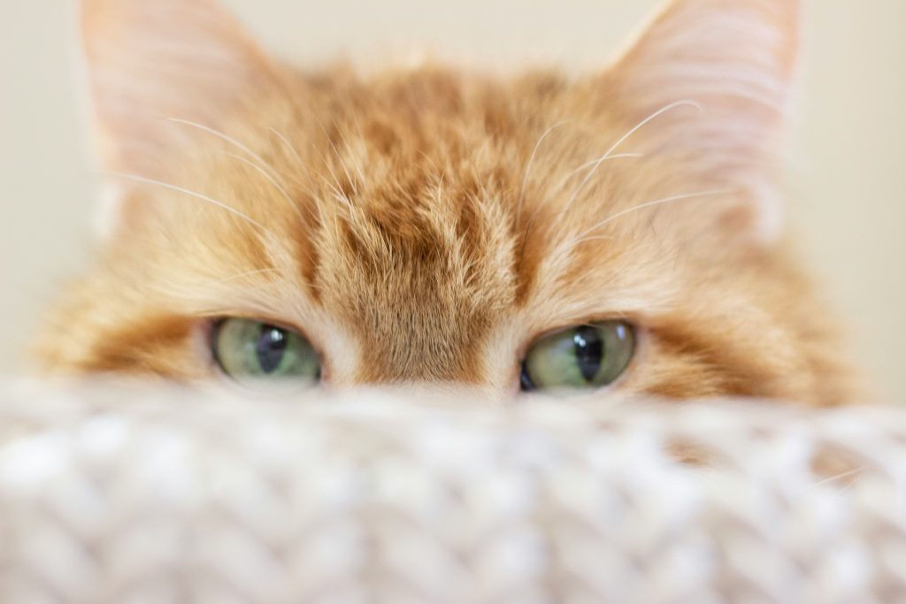 Shy orange cat peeking from behind a blanket at home