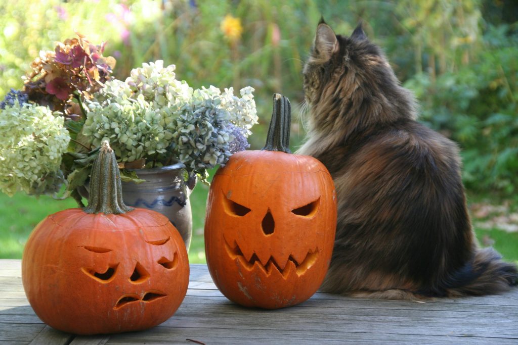 Long-haired cat relaxing outdoors beside pumpkins and flowers
