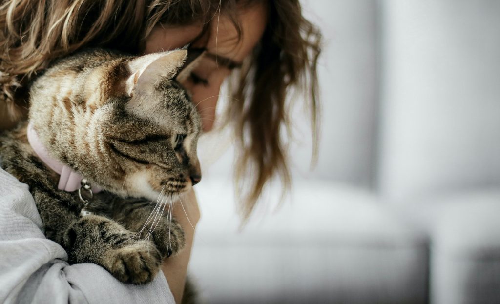 Cat being gently held by a person during in-home care