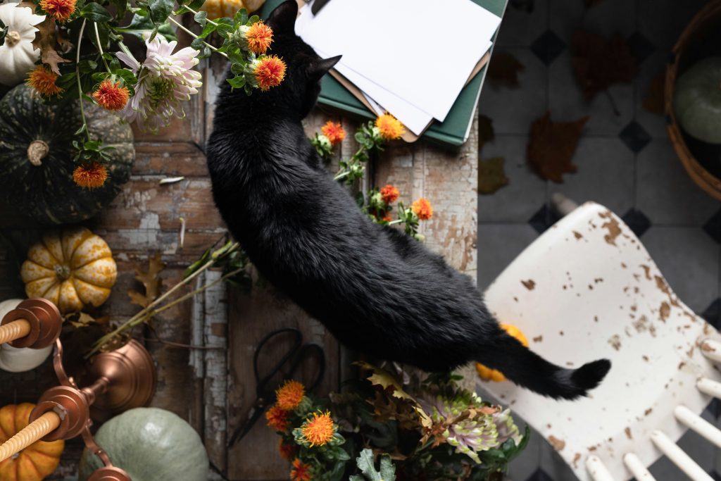 Black cat exploring a decorated table at home