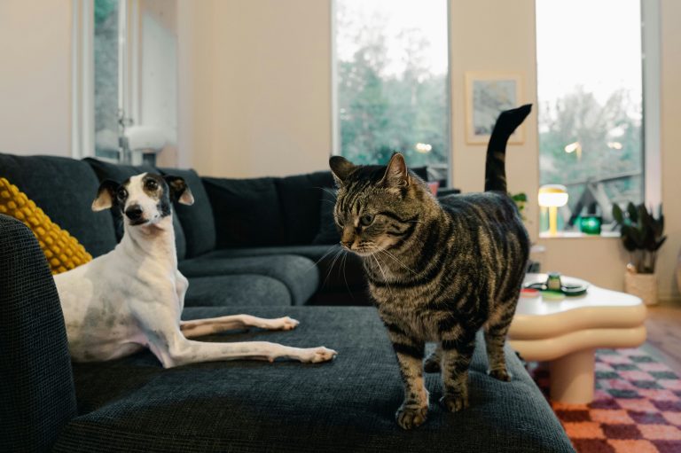 Cat and dog relaxing together during in-home cat sitting in Virginia-Highland