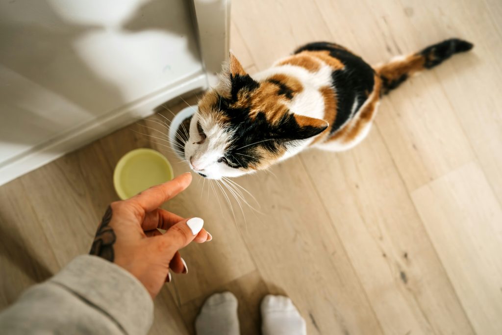 Calico cat greeting a person during an in-home cat sitting visit